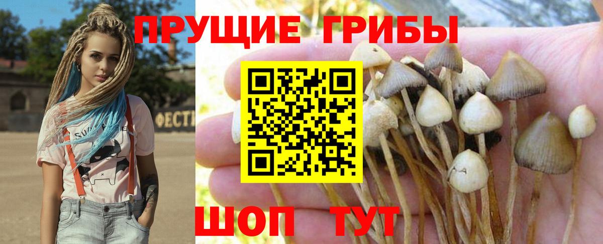 Псилоцибиновые грибы MAGIC MUSHROOMS  Галлюциногенные грибы прущие грибы  Сердобск  Вход с VPN 